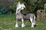 CHIEN NU CHINOIS 021